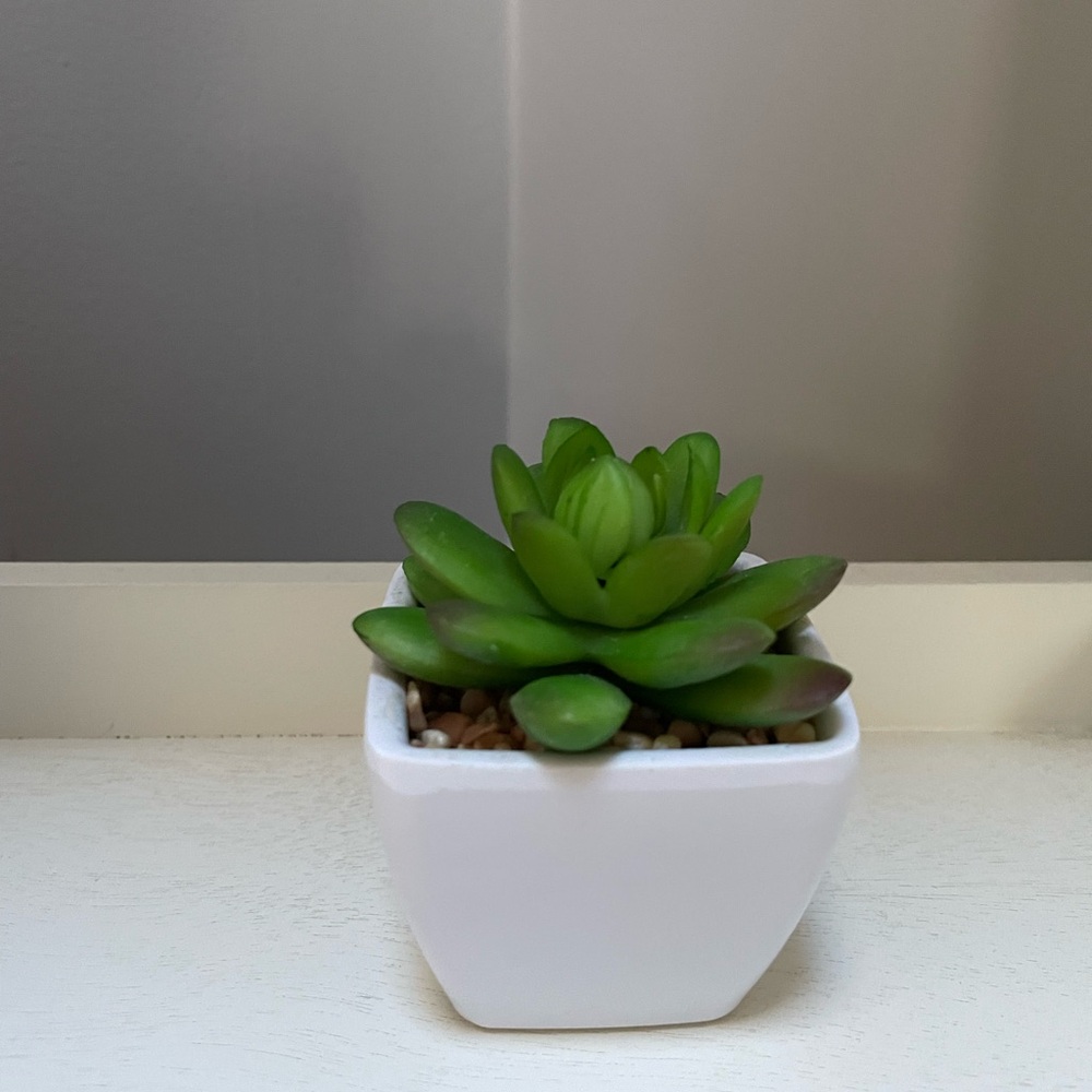 small succulent